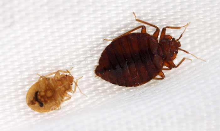 Baby and Adult Bed bug Pictures