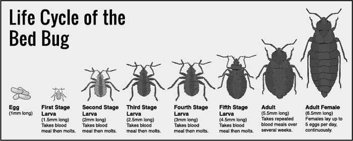  bed bug life cycle and growth stages
