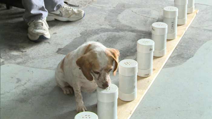 bed bug sniffing dogs training and cost