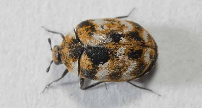 bed bug and carpet beetle differences & similarites