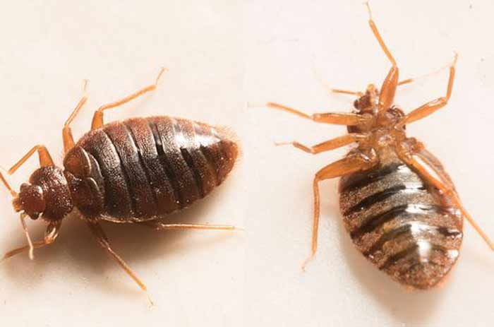 bed bugs types & Species