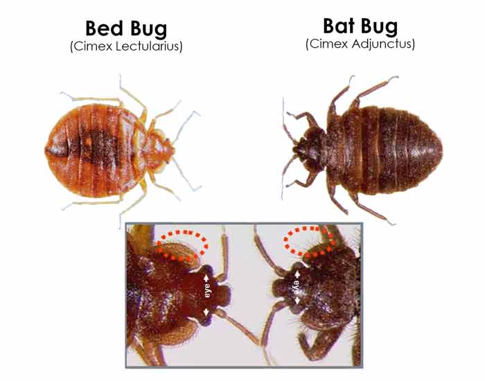 bed bugs vs bat bugs