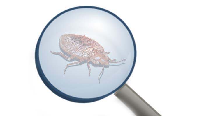 how to dectect bed bugs with detectors DIY