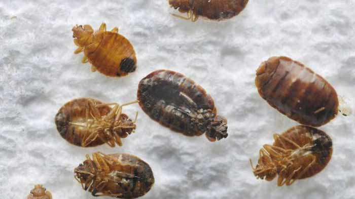 Using apple cider vinegar to get rid of bed bugs