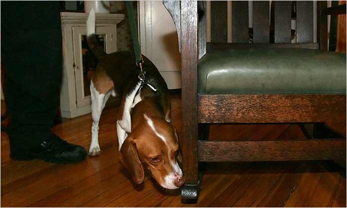 roscoe bed bug detector dog