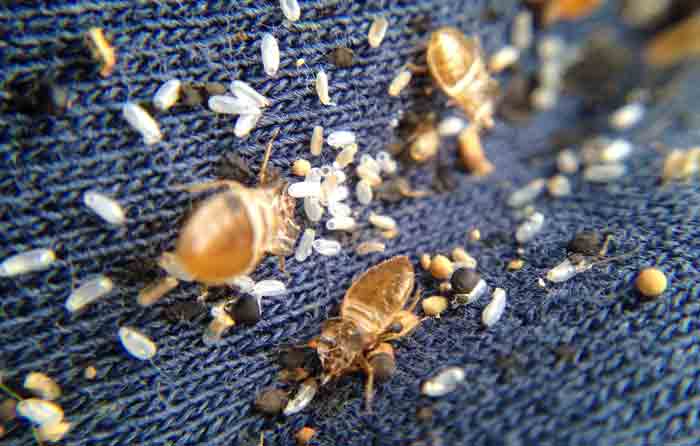 signs symptoms of bed bug-eggs and shells