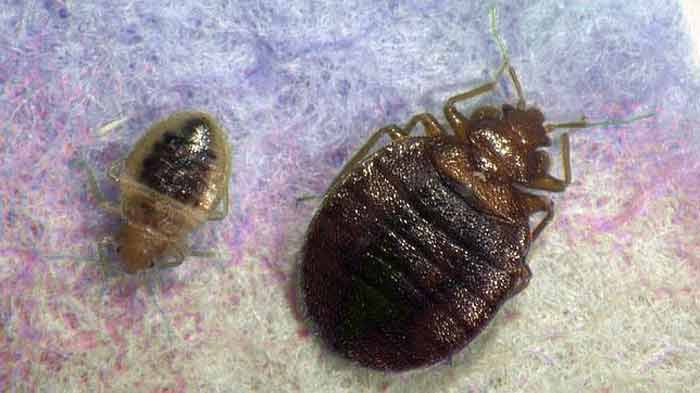 What things that attract bed bugs hate