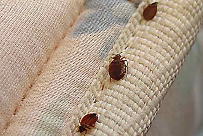 How to get rid bed bugs on carpet