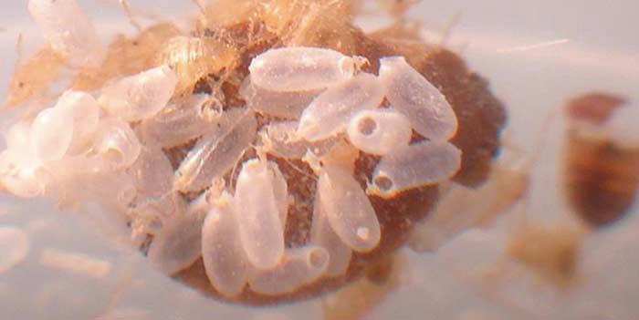 bed bug eggs shells