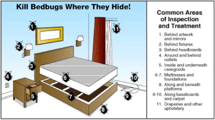 bed bug hide spots