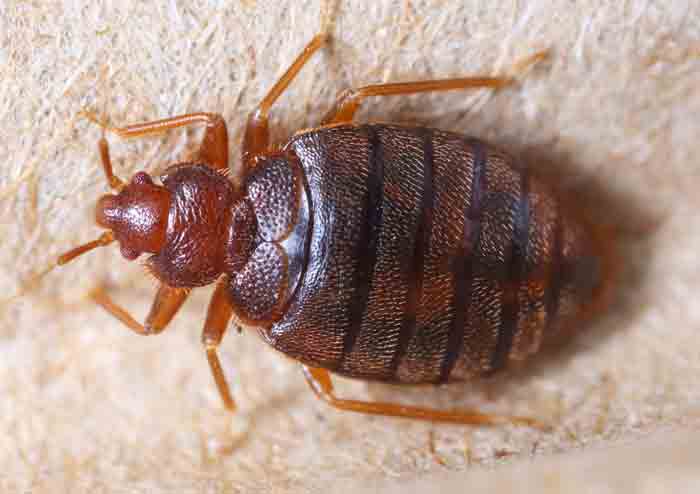 bed bug in car seat