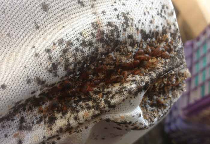 Severe bed bug infestation mattress