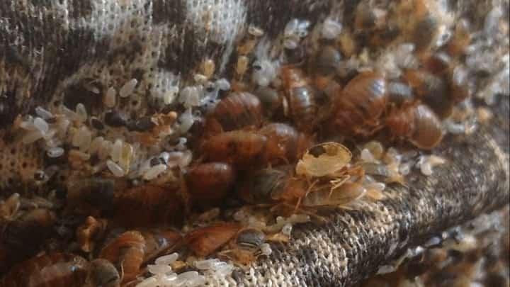 bed bug infestation