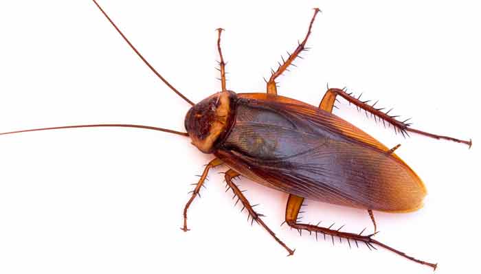 bed bug natural predators-roaches