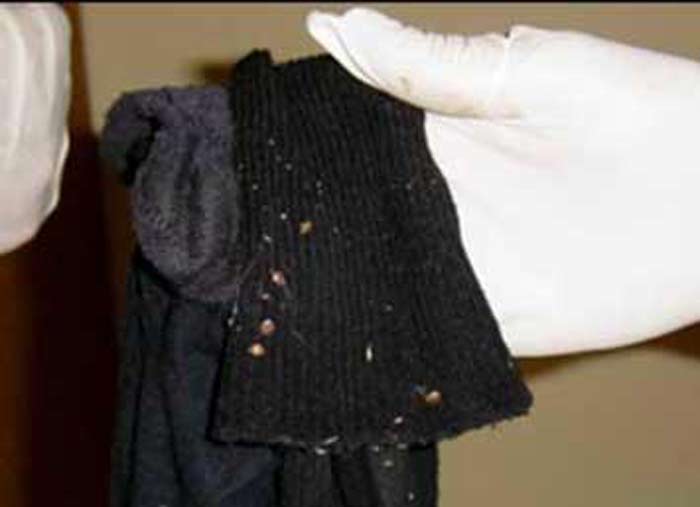 bed bugs on clothes pictures