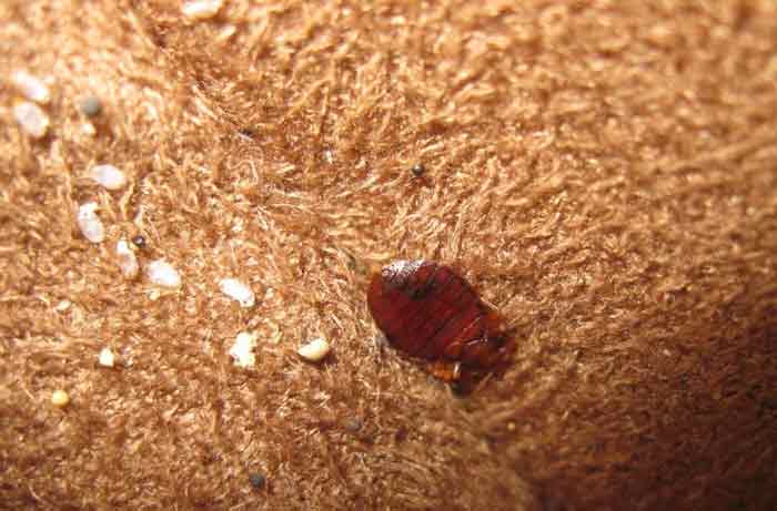 bed bug on laundry