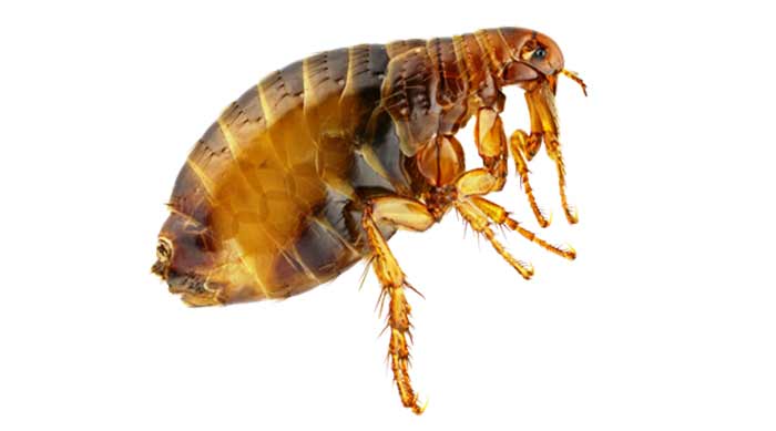 Picture of a flea