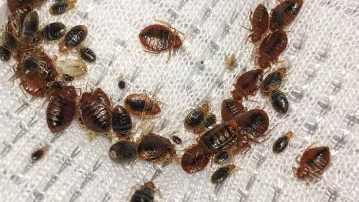 how bed bugs spread