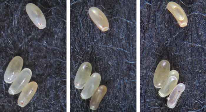 how Bed bug eggs look like photo