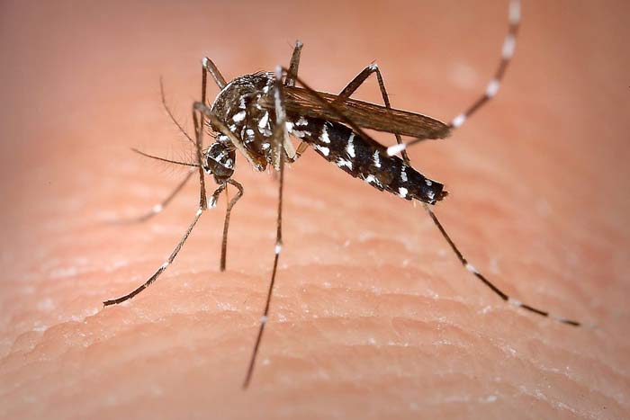 mosquito vs bed bug bites
