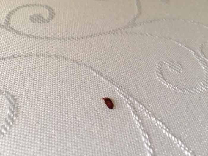 Bed bug on mattress picture