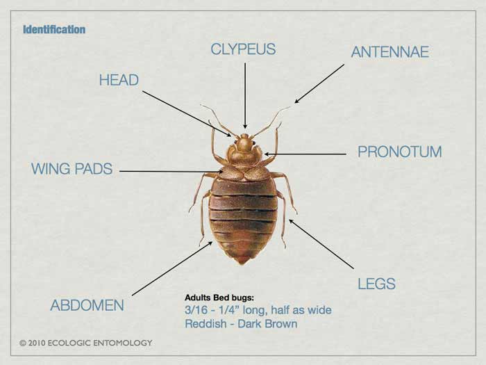 Bed bug wing pads