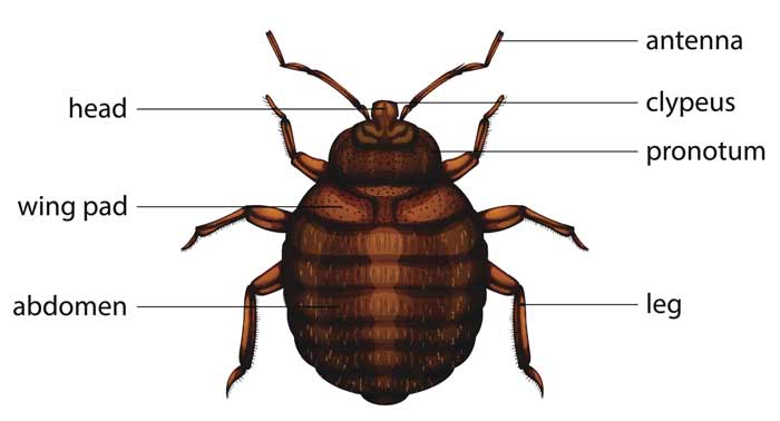Bed bug definition where they come from, causes, how yo get them, and more facts and frequently asked questions