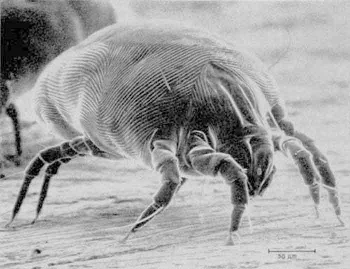 How to get rid of dust mite naturally and kill with chemicals