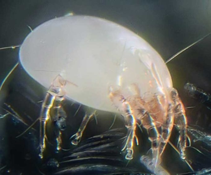 Does Lysol Kill Dust Mites Pestbugs