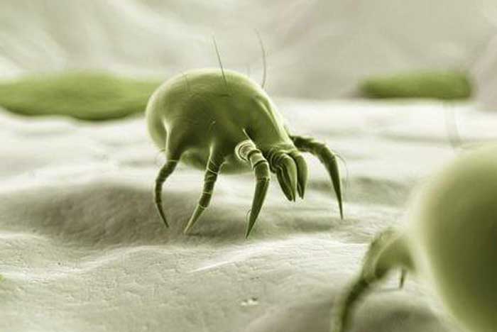 About dust mite-appearance, where they come from, signs, what they eat, gallery and harmful effects