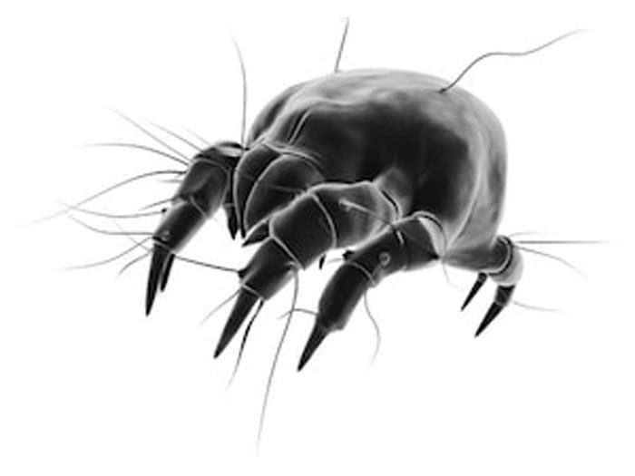 how dust mite look like