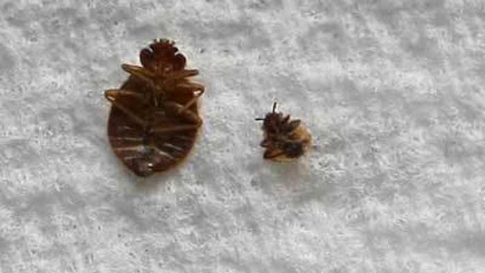 how to get kill and get rid of bed bugs forever naturally and with use of chemicals 