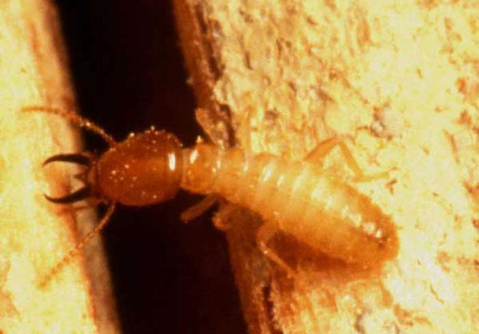 Subterranean Termite swarmer, pictures, facts & distribution
