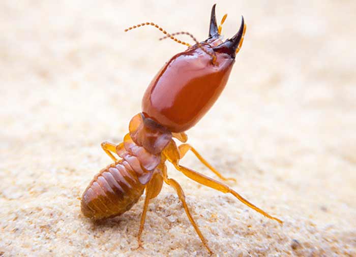 What does a termite look like in size, color and picture