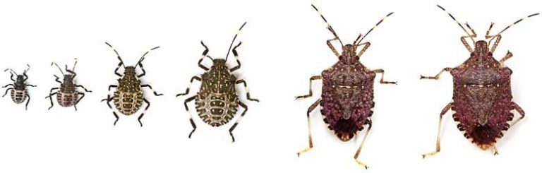 Stink Bug Life Cycle-Eggs, Baby Stink Bugs, Adults & Span | Pestbugs