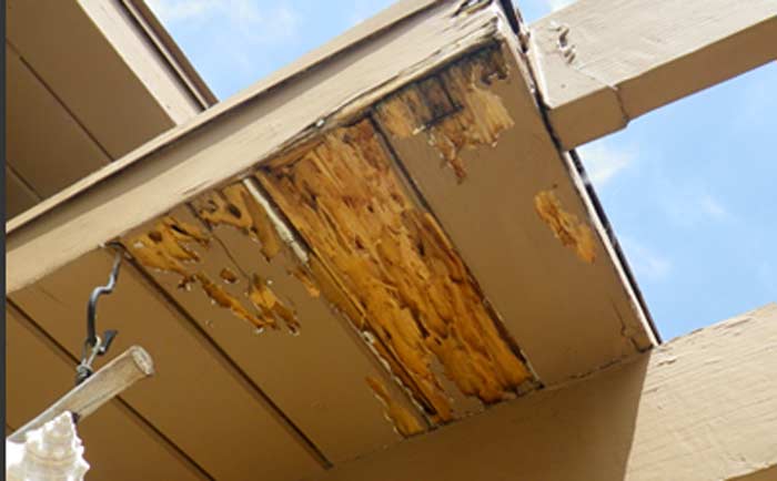Destruction damage from drywood termite