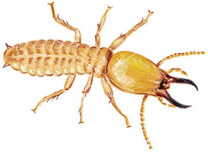 dampwood termites type facts and pictures