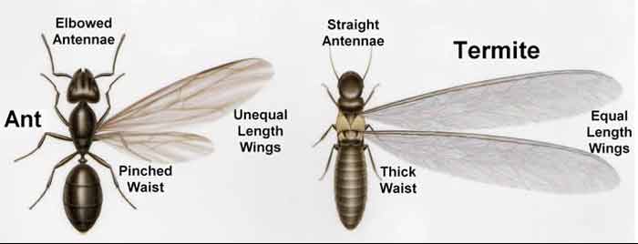 flying termite vs flying ant