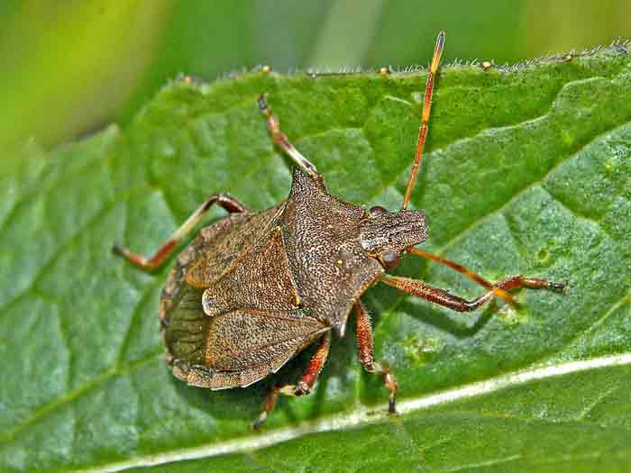 how tp get rid, kill and repel stink bugs