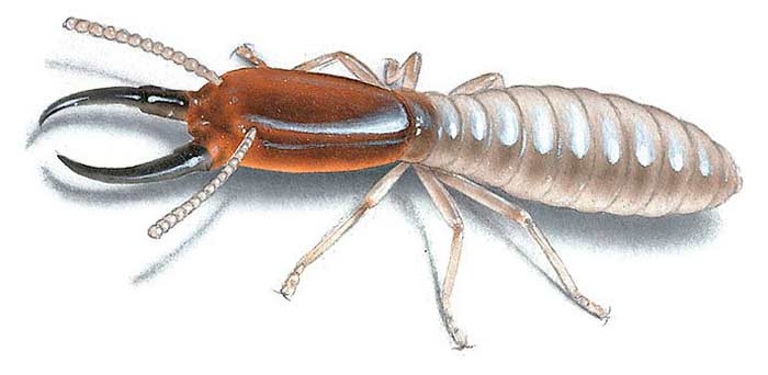 picture of what drywood termite looks like