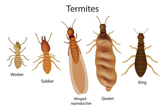 queen, worker, soldier and king termites