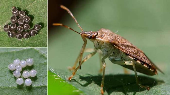 Stink Bug Life Cycle-Eggs, Baby Stink Bugs, Adults & Span | Pestbugs