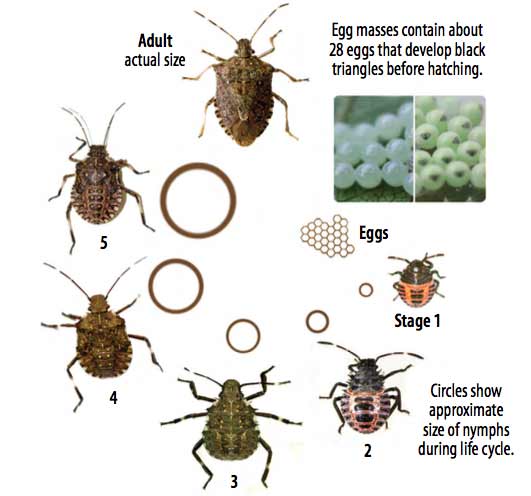 stink bug life cycle-eggs-baby-adultsand life span span