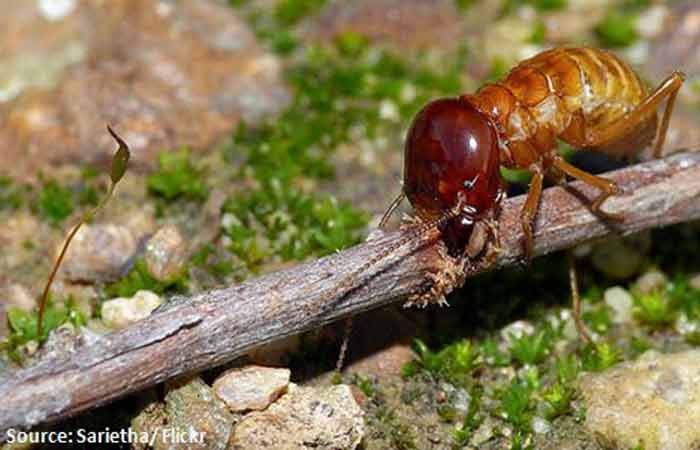 termites and biting ability