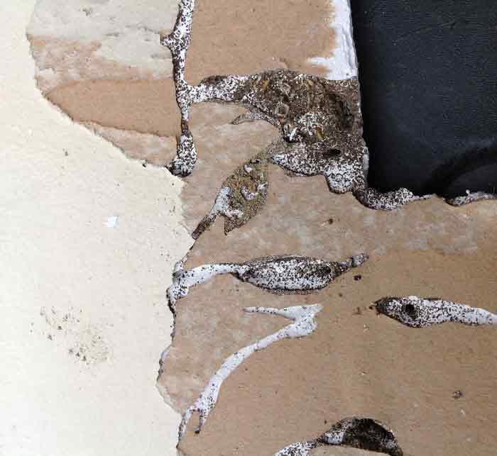 termite damage drywall picture