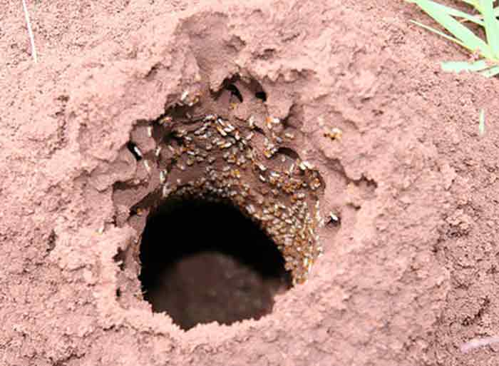 how termite holes look like