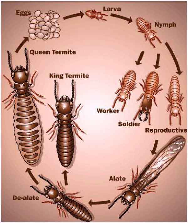Termite life cycle stages & span