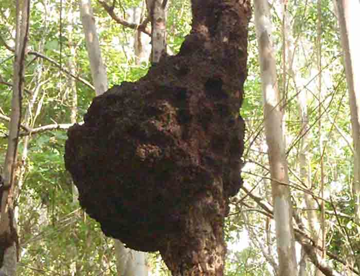 Where termites live- nest on tree