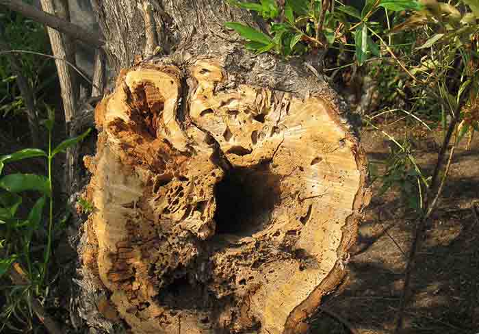 tree destroyed by termites