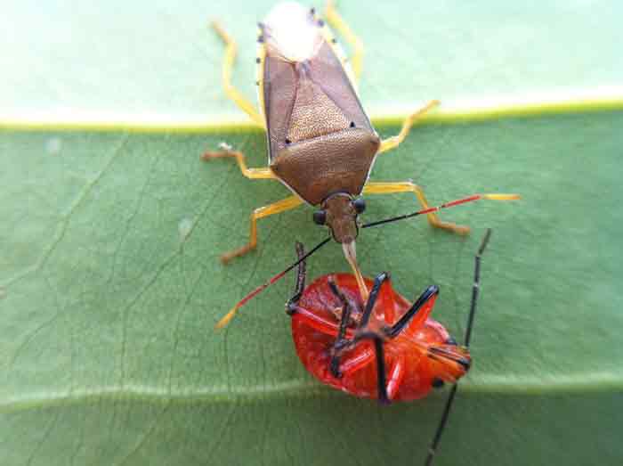 what do stink bugs eat plants & insects